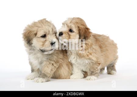 Cane - 7 settimane di Lhasa Apso croce Shih Tzu cuccioli Foto Stock