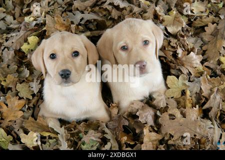 CANE. Labrador Retriever - cuccioli di 9 settimane che giacciono Foto Stock