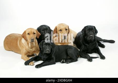 Cani - Labrador nero e giallo con cucciolo Black Labrador. Foto Stock