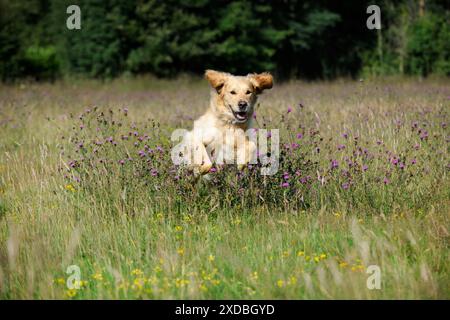 Golden Retriever Dog - che corre attraverso il campo Foto Stock