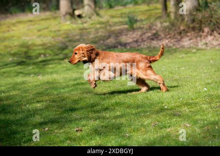 Cocker Spaniel Dog - cucciolo in corsa Foto Stock