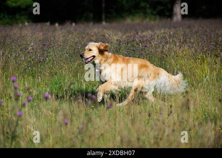 Golden Retriever Dog - che corre attraverso il campo Foto Stock