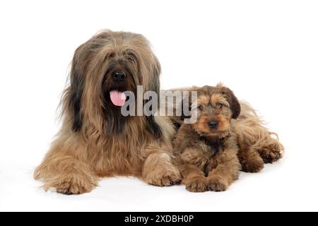 Briard Dog - cucciolo con genitore Foto Stock