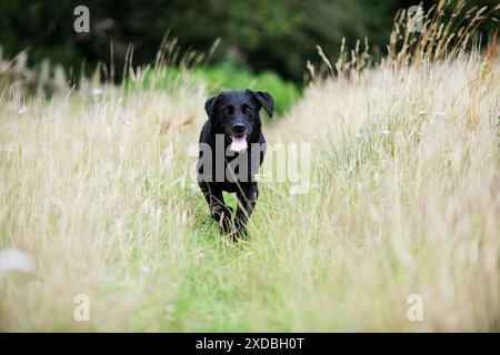 Cane. Black labrador che corre sul campo Foto Stock