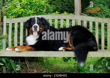 Cane da montagna Bernese - sdraiato sulla panchina Foto Stock