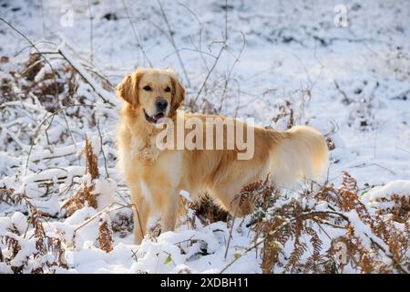 CANE. Golden retriever in piedi nella neve Foto Stock