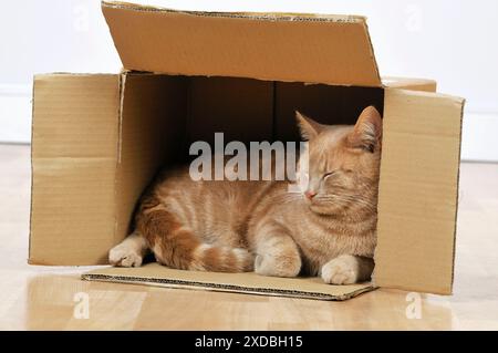 CAT. Gatto che dorme in una scatola di cartone Foto Stock