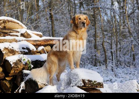 CANE. Golden retriever in piedi su tronchi innevati Foto Stock