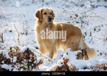 CANE. Golden retriever in piedi nella neve Foto Stock