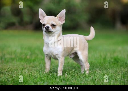 Cane della chihuahua Foto Stock