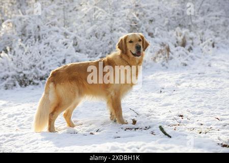 CANE. Golden retriever in piedi nella neve Foto Stock