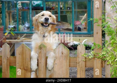 CANE. Golden retriever tiene la cazzuola in giardino Foto Stock