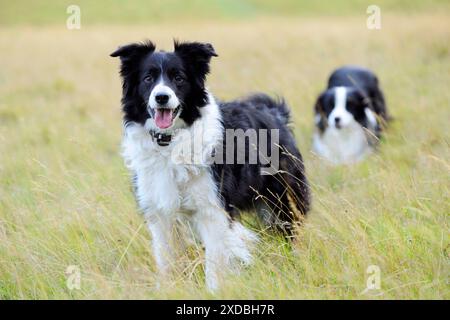 Cane. Border Collies nel campo Foto Stock