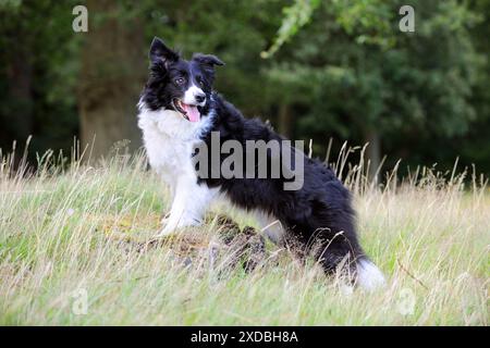 Cane. Confine collie in campo Foto Stock