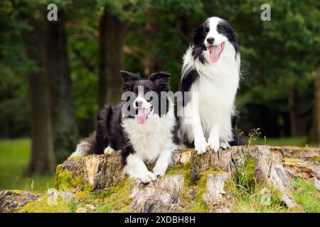 Cane. Border Collies seduti su un ceppo d'albero Foto Stock