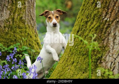 CANE. Jack russell terrier in piedi contro l'albero Foto Stock
