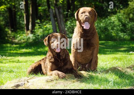 CANE. Chesapeake Bay retriever si trova accanto a chesapeake Foto Stock