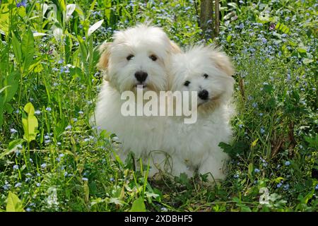 Cane - Coton de Tulear - due seduti insieme in giardino Foto Stock