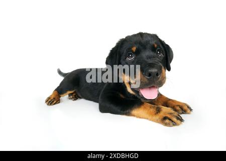 CANE. Cucciolo Rottweiler disteso con la lingua fuori Foto Stock