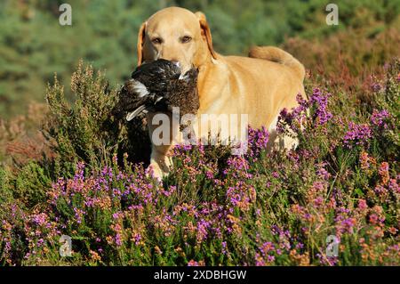 CANE. labrador giallo che tiene l'inguine in bocca che cammina Foto Stock