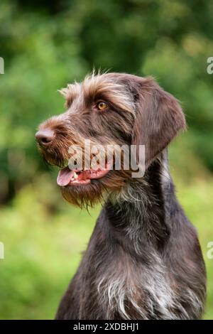 Cane. Puntatore tedesco a filo Foto Stock