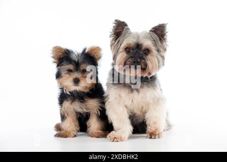 CANE - cucciolo terrier dello Yorkshire seduto accanto allo yorkshire Foto Stock