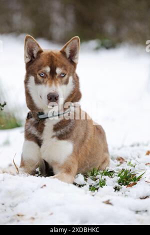 Cane - Husky - sdraiato nella neve Foto Stock