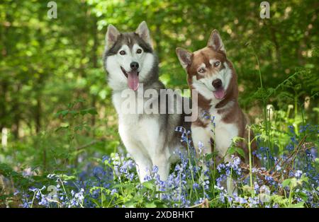 CANE - husky siberiani seduti insieme in campanelli Foto Stock