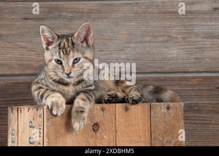 GATTO - gattino seduto in cima a una scatola di legno Foto Stock