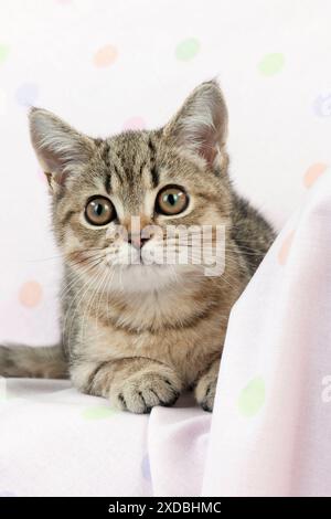 GATTO - gattino britannico con pelo corto steso su coperta Foto Stock