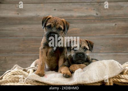 CANE - cuccioli terrier di confine seduti su un mucchio Foto Stock