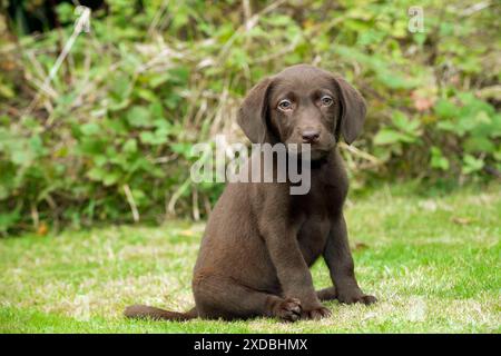 CANE - labrador cucciolo al cioccolato (13 settimane) Foto Stock