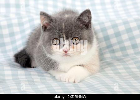 CAT - 9 settimana gattino shorthair britannico Foto Stock