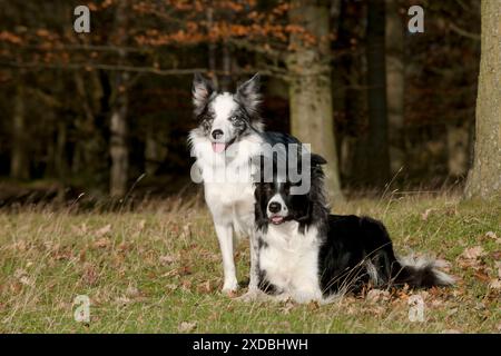 CANE - Border collie seduto accanto al Border collie Foto Stock