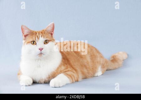 CAT - British Shorthair X Foto Stock