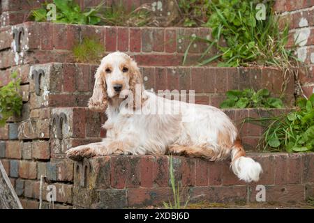 CANE - Cocker Spaniel (arancione roan) - steso su gradini Foto Stock