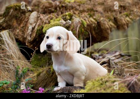 Cane - Dachshund cucciolo di 7 settimane Foto Stock
