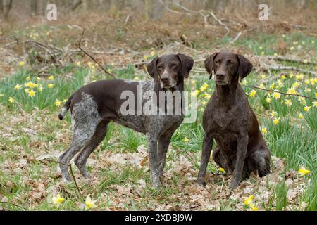 CANE - puntatore tedesco a pelo corto Foto Stock