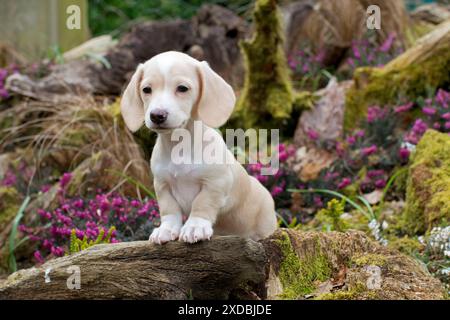 Cane - Dachshund cucciolo di 7 settimane Foto Stock