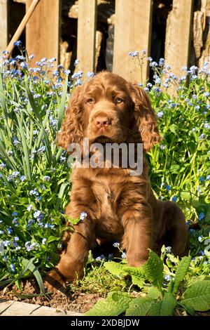 Cane - 14 settimane vecchio Sussex Spaniel puppy in un letto di fiori Foto Stock