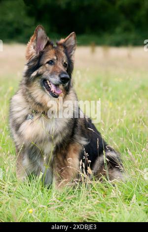 Cane vecchio pastore tedesco Foto Stock