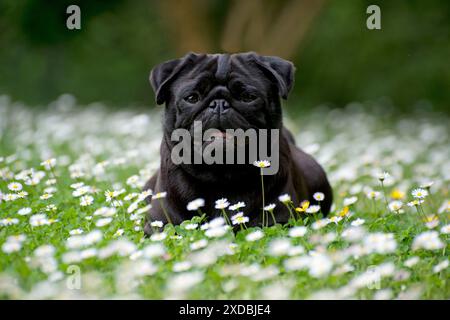 Cane - Black Pug in margherite Foto Stock