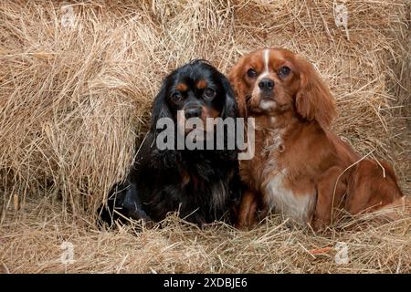 CANE Cavalier re Carlo Spaniels in fieno Foto Stock