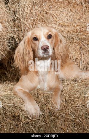 CANE (lavoro) Golden Cocker Spaniel in fieno Foto Stock