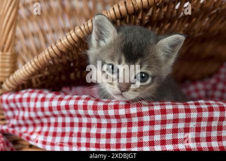 Gatto Burmilla, gattino di 5 settimane Foto Stock
