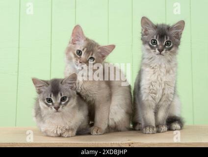 Gatto somalo (blu e fawn) gattini di 6 settimane Foto Stock