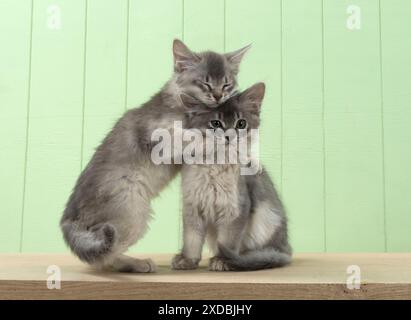 Gatto somalo (blu) gattini di 6 settimane Foto Stock