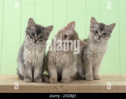 Gatto somalo (blu e fawn) gattini di 6 settimane Foto Stock