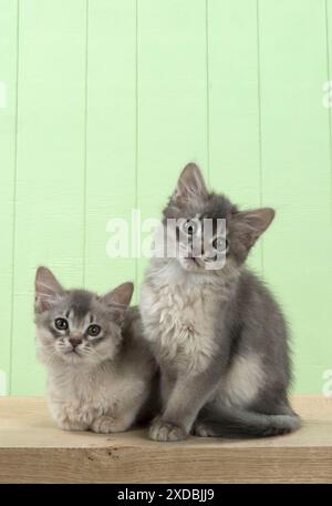 Gatto somalo (blu) gattini di 6 settimane Foto Stock