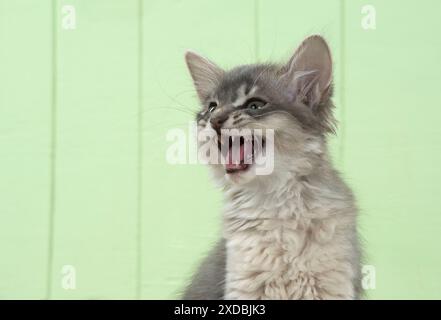 Gatto somalo (blu) gattino di 6 settimane Foto Stock
